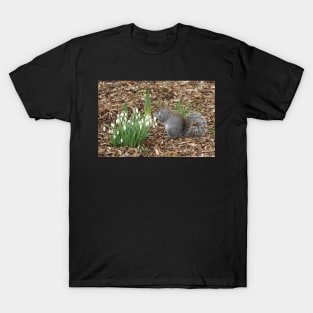 Grey squirrel and snow drops ..spring is here. T-Shirt